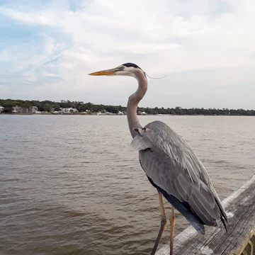 Blue Heron at Fairhope Pier on Mobile Bay, Alabama