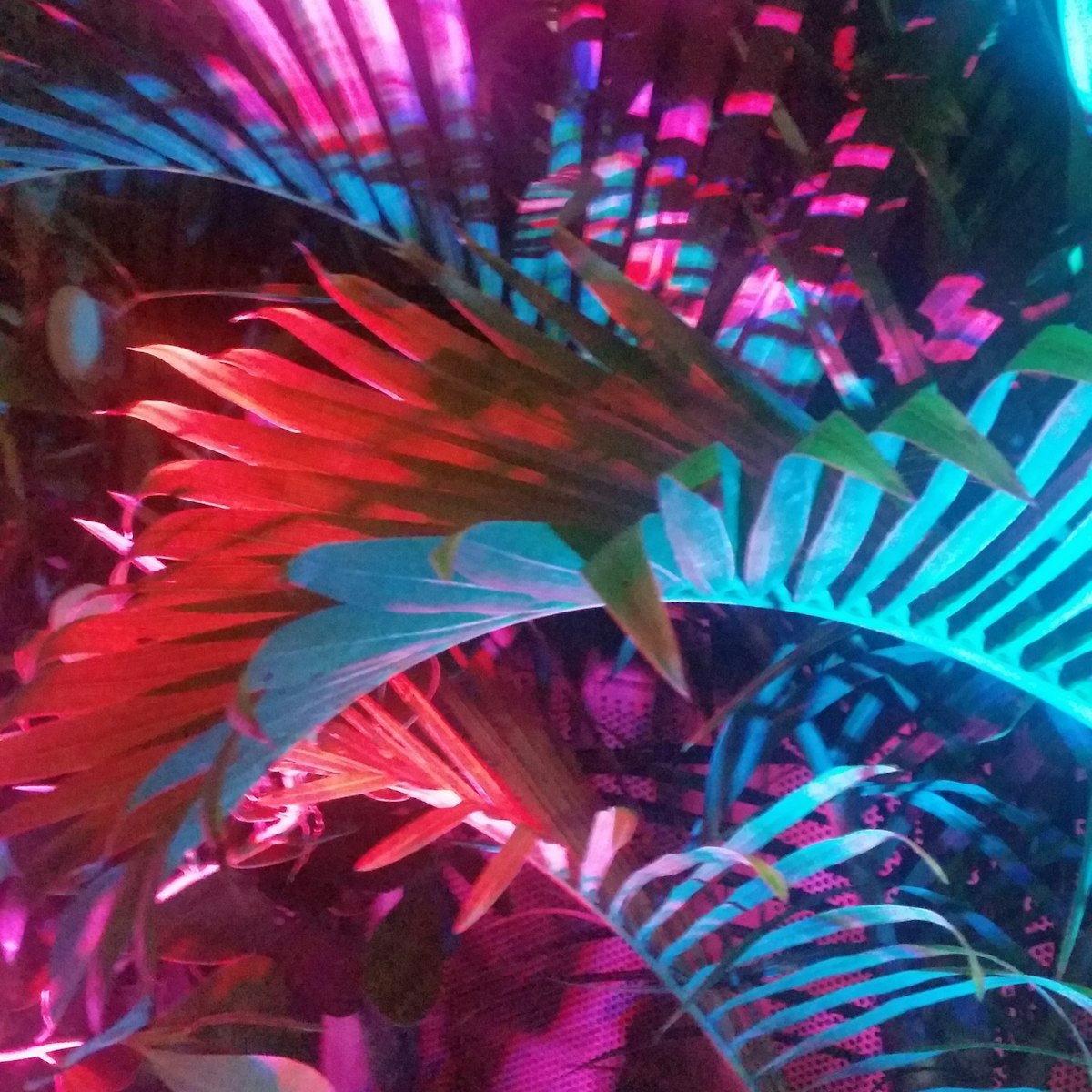 This is a square color photograph of tropical palm tree fronds illuminated with multi-colored lights at night in Wynwood Miami Florida.