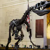 American Museum of Natural History
