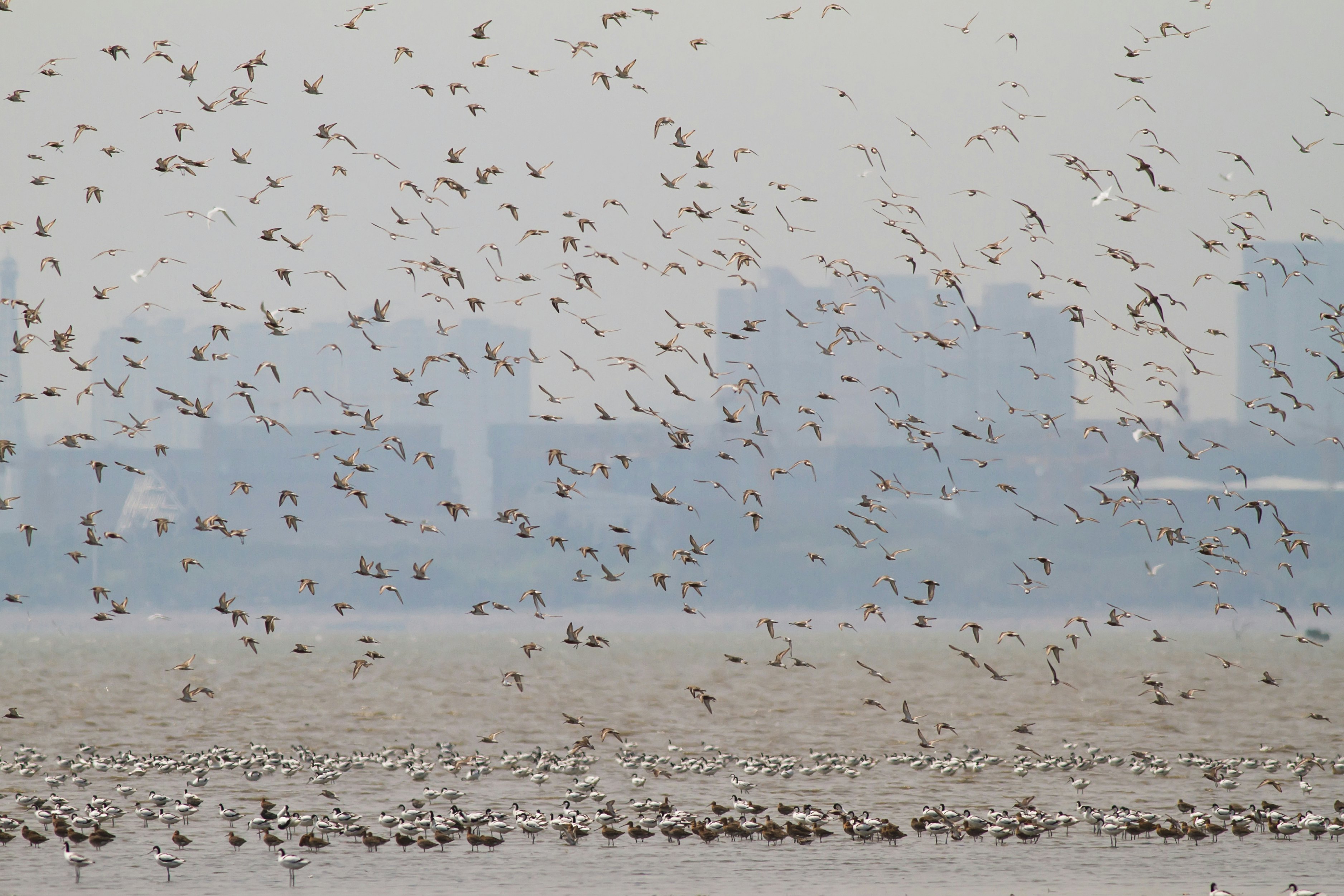500px Photo ID: 75122263 - Sea birds at Mai Po Nature Reserve of Hong Kong