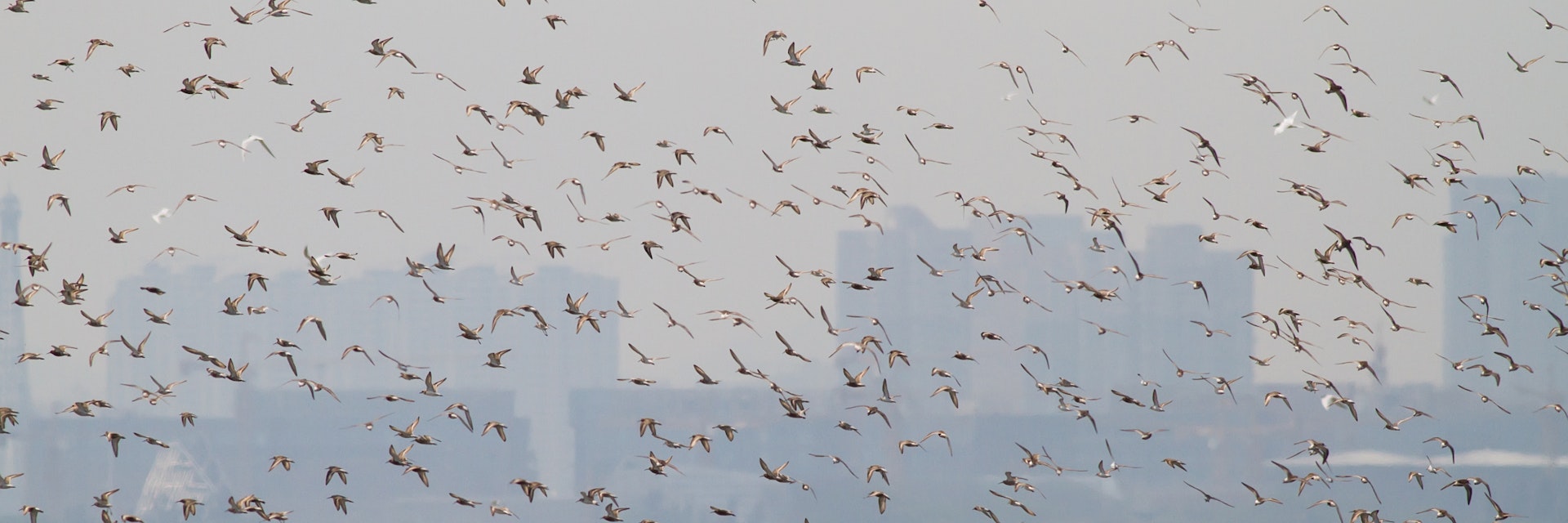 500px Photo ID: 75122263 - Sea birds at Mai Po Nature Reserve of Hong Kong
