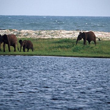 Loango National Park, Gabon. Forest elephants (Loxodonta africana cyclotis) on the beach. Atlantic Ocean in background, lagoon in foreground.