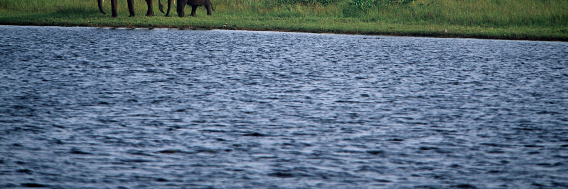 Loango National Park, Gabon. Forest elephants (Loxodonta africana cyclotis) on the beach. Atlantic Ocean in background, lagoon in foreground.