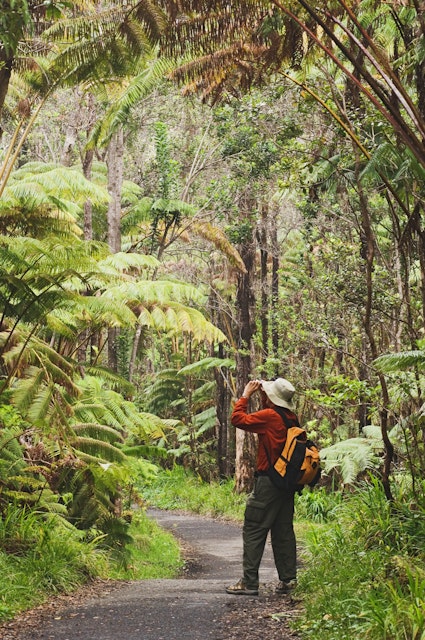 Hawaii, Big Island, Hawaii Volcanoes National Park, hiker taking photos along a trail through native rainforest at Thurston Lava Tube.