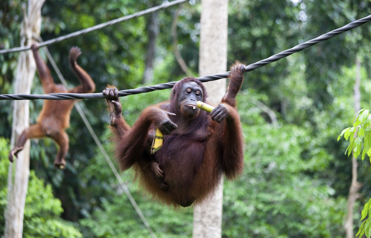 Mother orang-utan carrying baby and bamboo