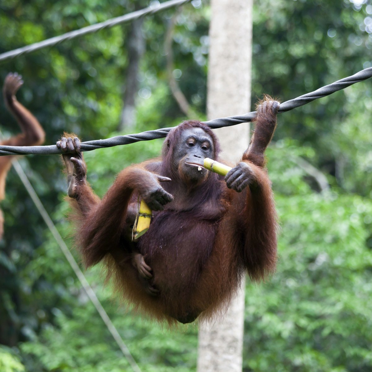 Mother orang-utan carrying baby and bamboo