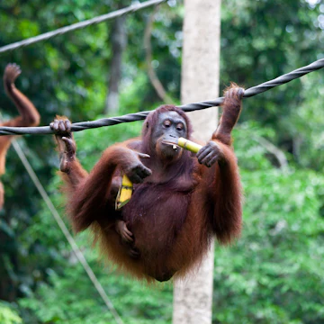 Mother orang-utan carrying baby and bamboo