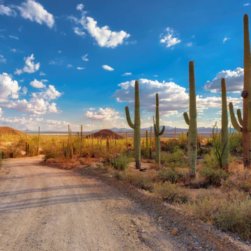 Travel to Saguaro National Park, Arizona, USA