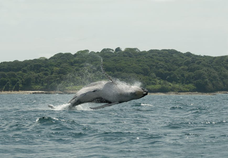 A humpback whale breaches off the Pacific coast of Panama, Central America
