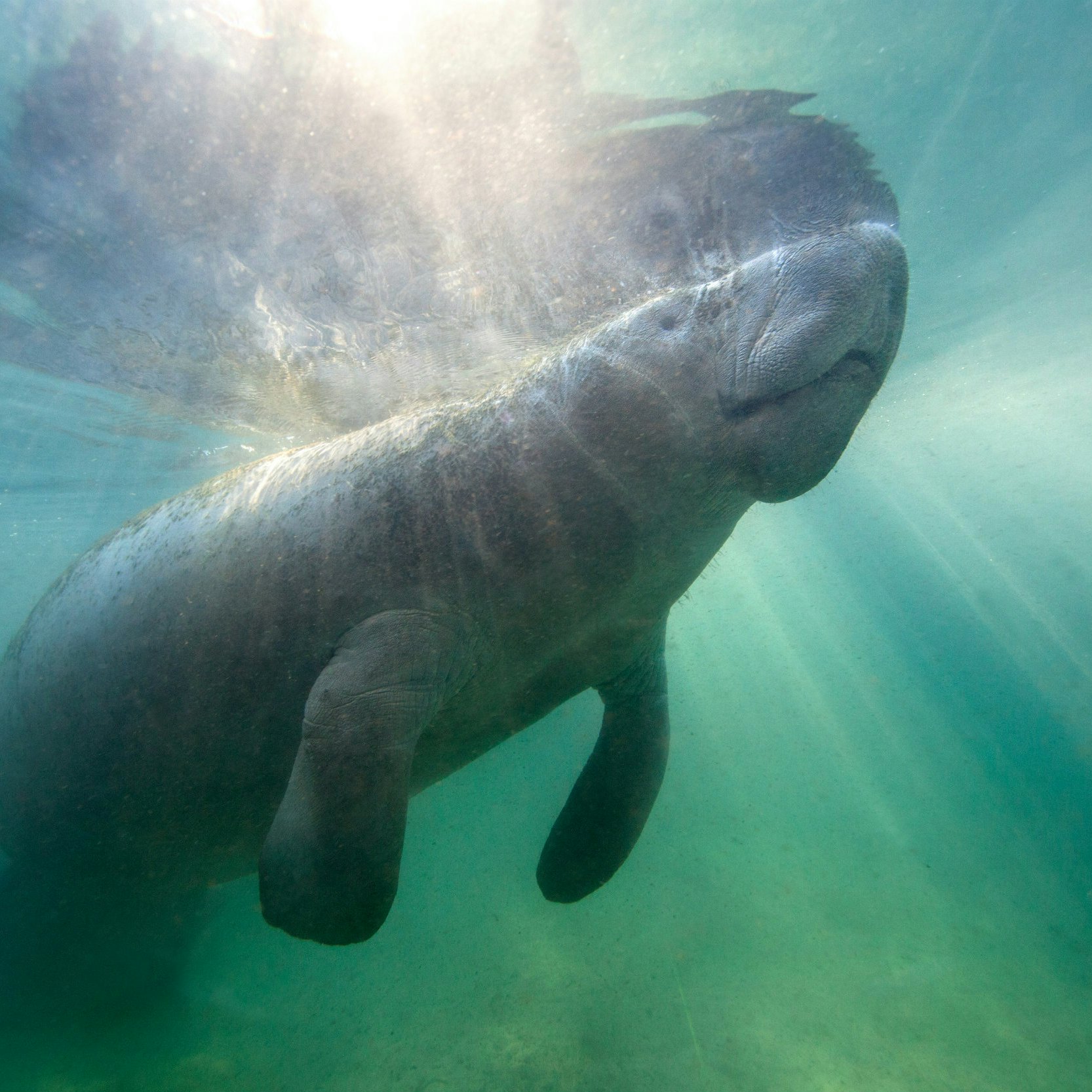 Crystal River National Wildlife Refuge