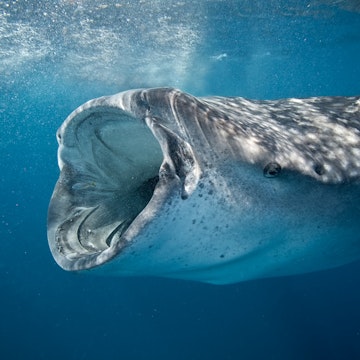 500px Photo ID: 81237435 - Although protected by many countries the whale shark is still illegally hunted for food, shark fin soup and it's oil...http://news.nationalgeographic.com/news/2014/01/140129-whale-shark-endangered-cites-ocean-animals-conservation/