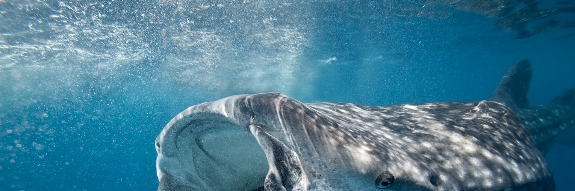 500px Photo ID: 81237435 - Although protected by many countries the whale shark is still illegally hunted for food, shark fin soup and it's oil...http://news.nationalgeographic.com/news/2014/01/140129-whale-shark-endangered-cites-ocean-animals-conservation/