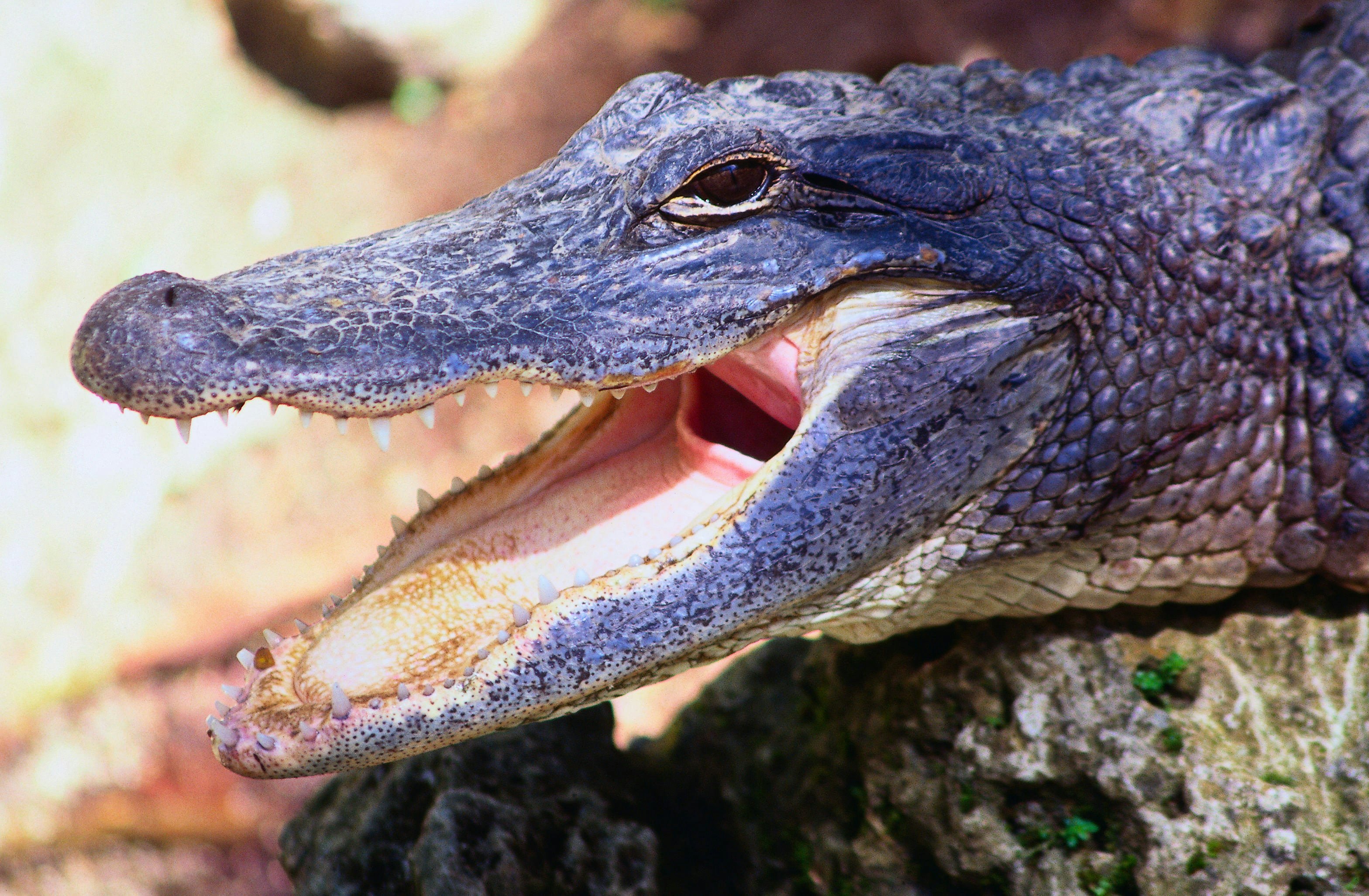 Alligator ( Alligator mississippiensis ) yawning - Florida