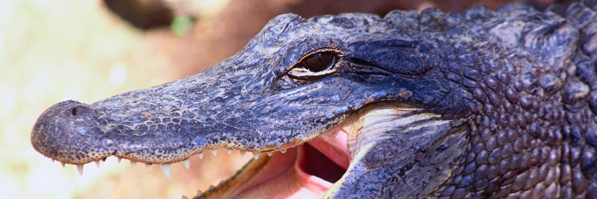 Alligator ( Alligator mississippiensis ) yawning - Florida