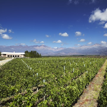 Vineyards in valley with Andean peaks in background.