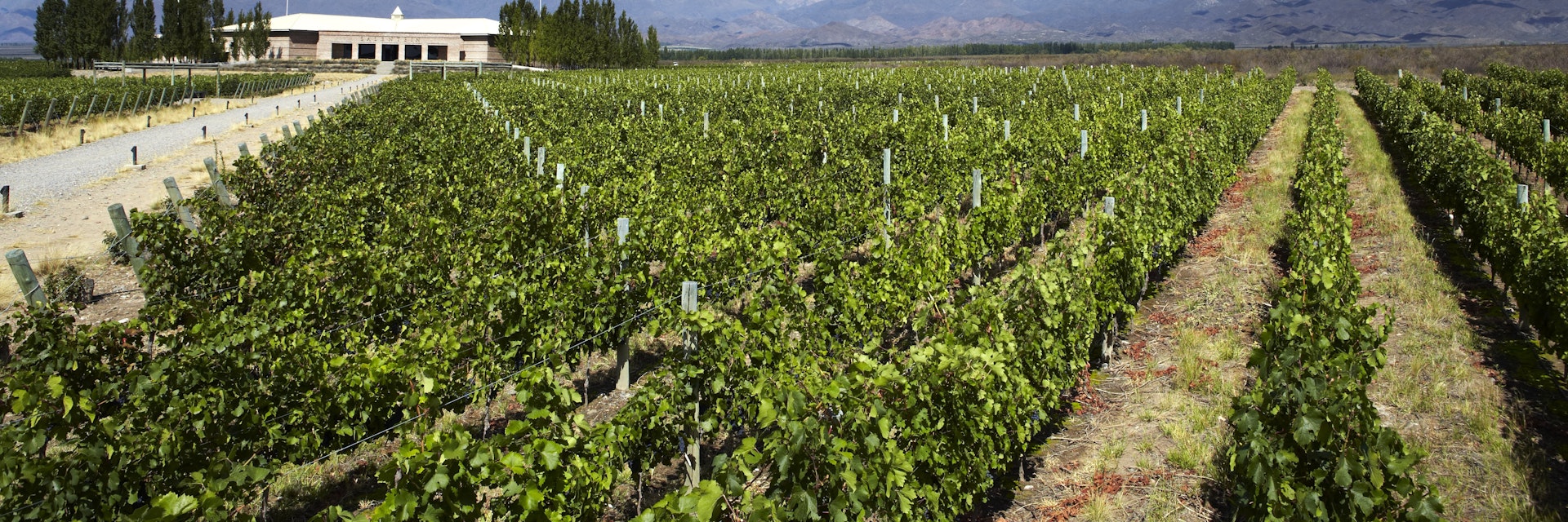 Vineyards in valley with Andean peaks in background.
