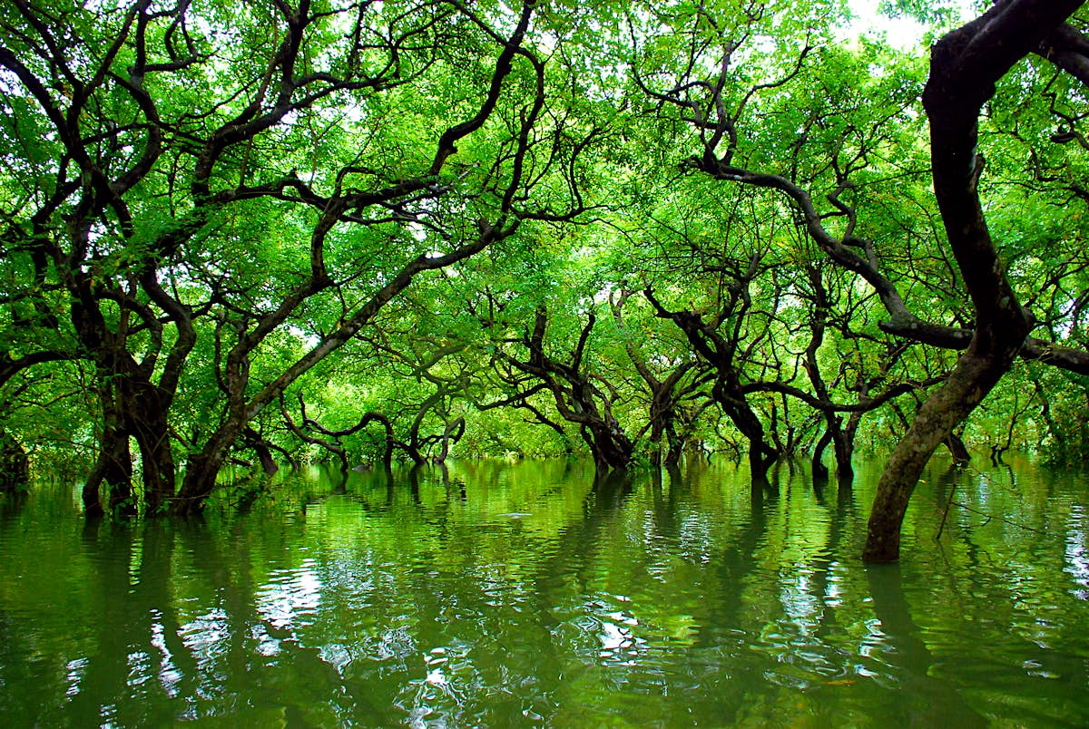Ratargul travel | Bangladesh, Asia - Lonely Planet