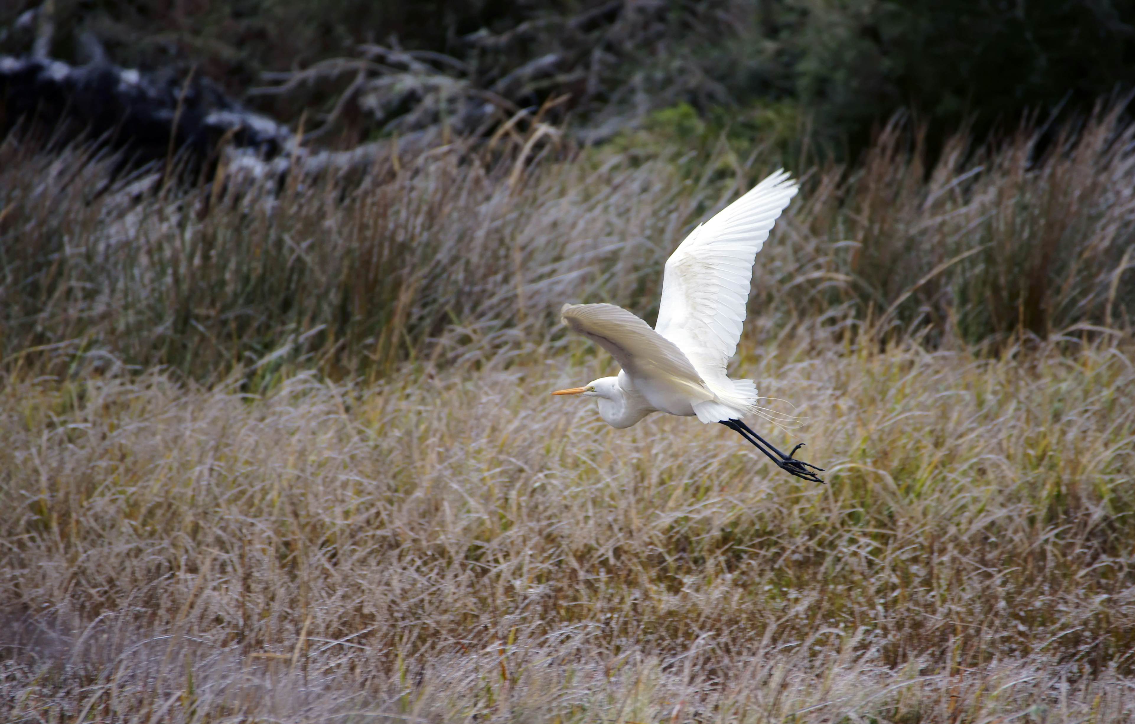 A Great Heron flies over a frosty marsh.
