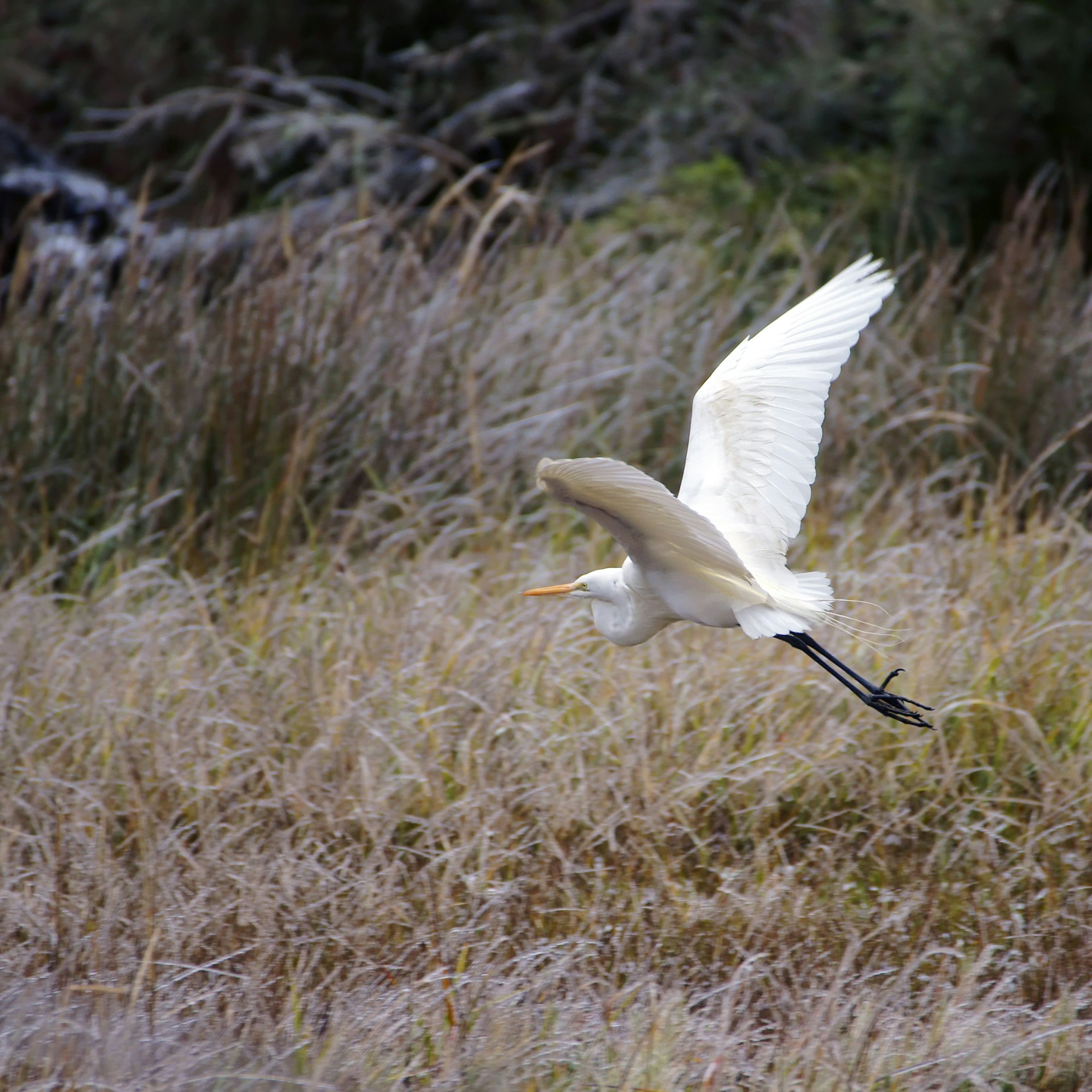 A Great Heron flies over a frosty marsh.