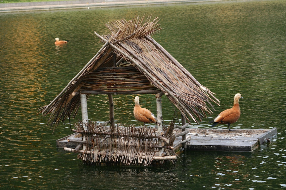 Ducks on landing at Patriarch's Ponds.