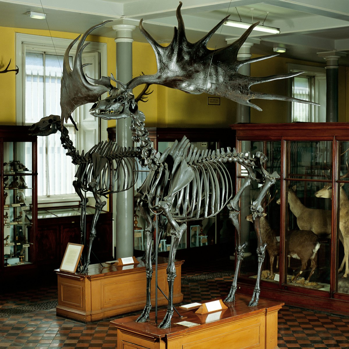 Museum of Natural History