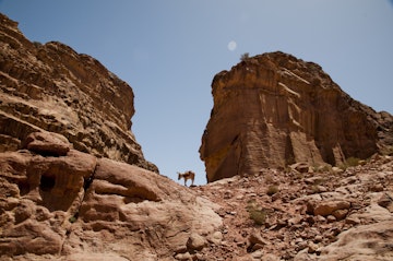 A donkey stands at the top of a trail in Petra