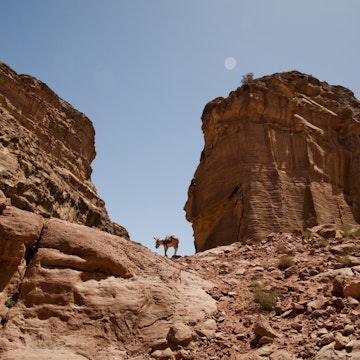 A donkey stands at the top of a trail in Petra