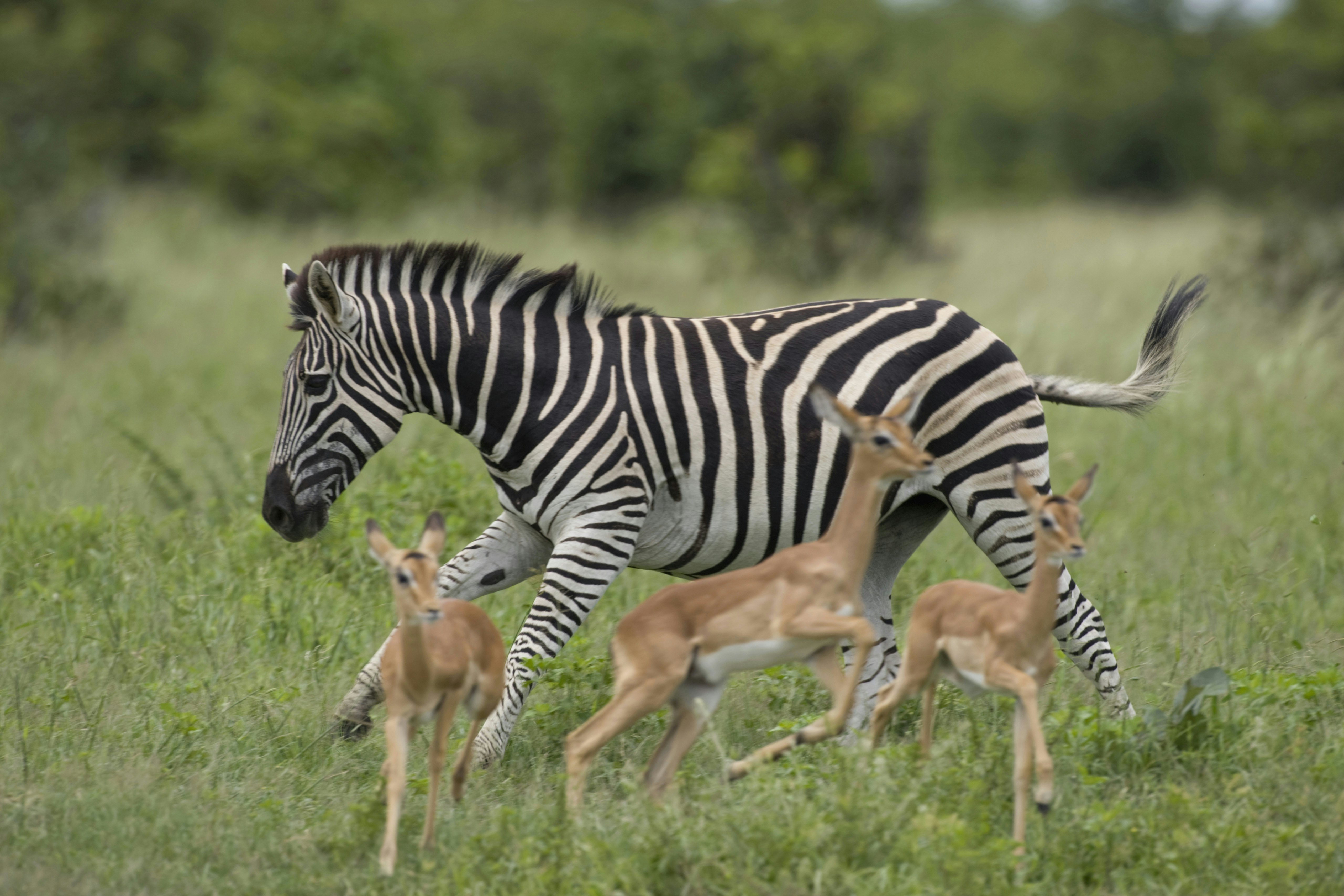 Zebra Equus burchelli and Impala Aepyceros melampus in tall grass in Savuti Marsh during rainy season, Chobe National Park, Botswana