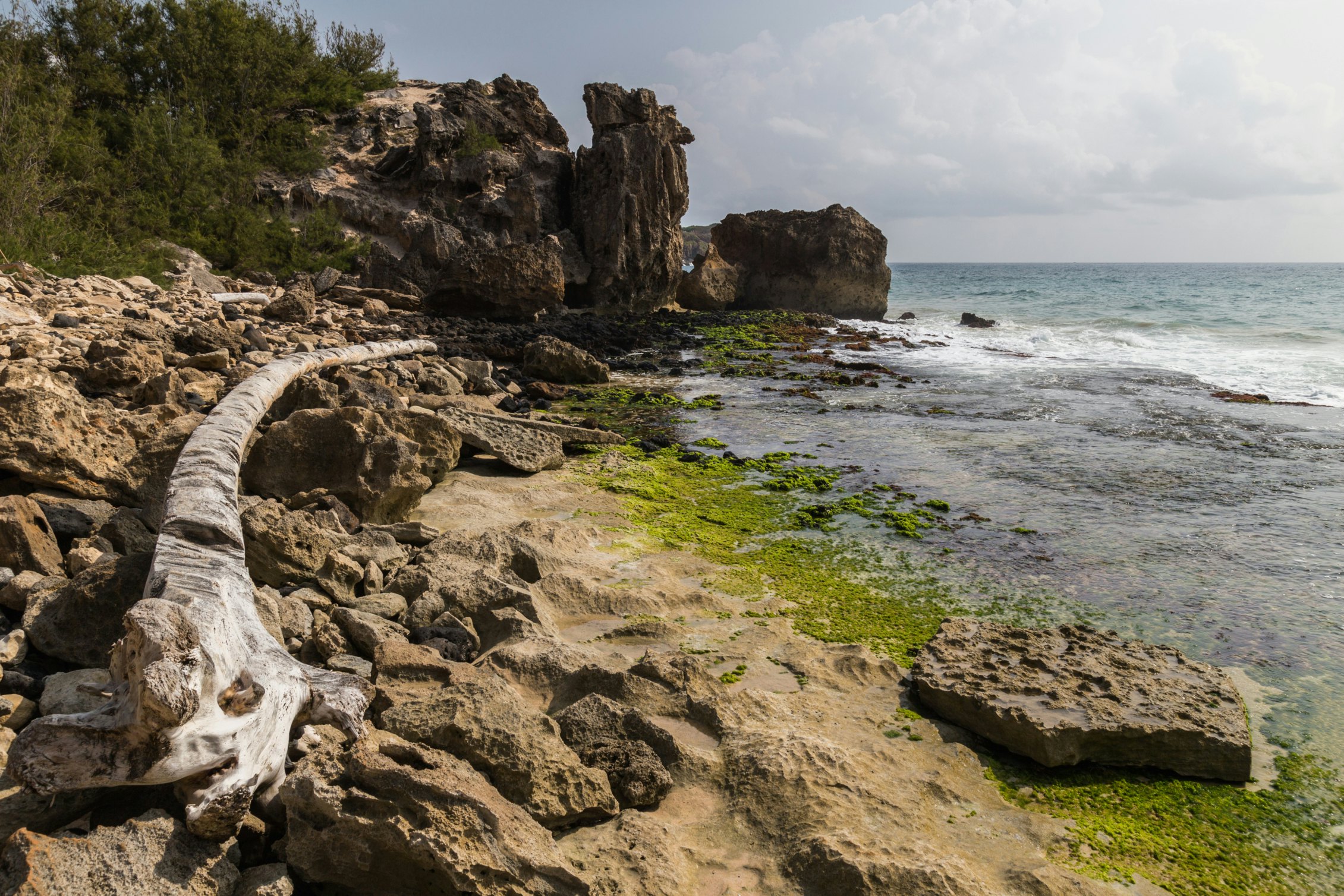 Driftwood tree trunk found on Maha'ulepu Heritage Trail on Kauai.