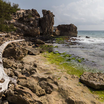 Driftwood tree trunk found on Maha'ulepu Heritage Trail on Kauai.