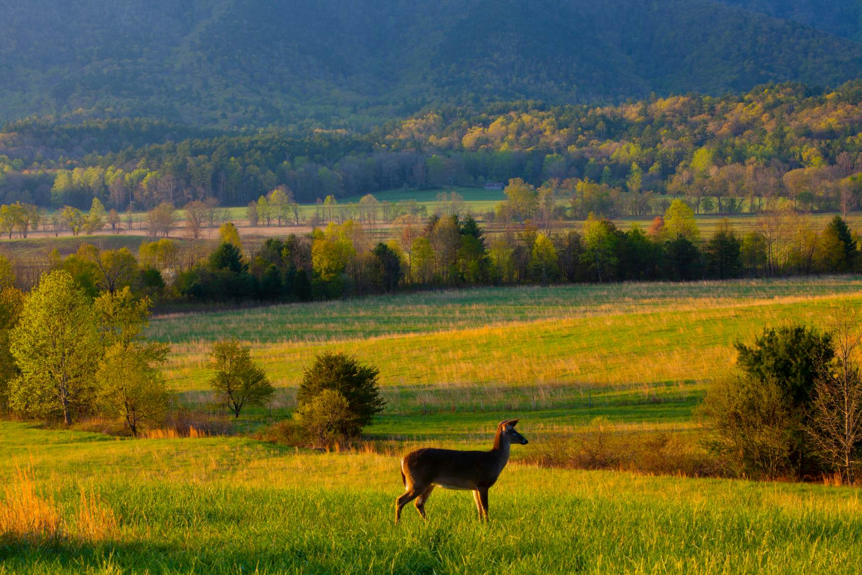 Cades Cove travel The USA, North America Lonely