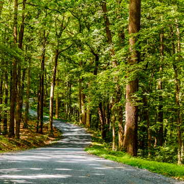 500px Photo ID: 81803515 - Deep Inside of Percy Warner Park Nashville, TN