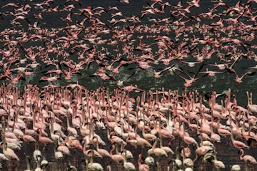 Lesser Flamingos moving in masse