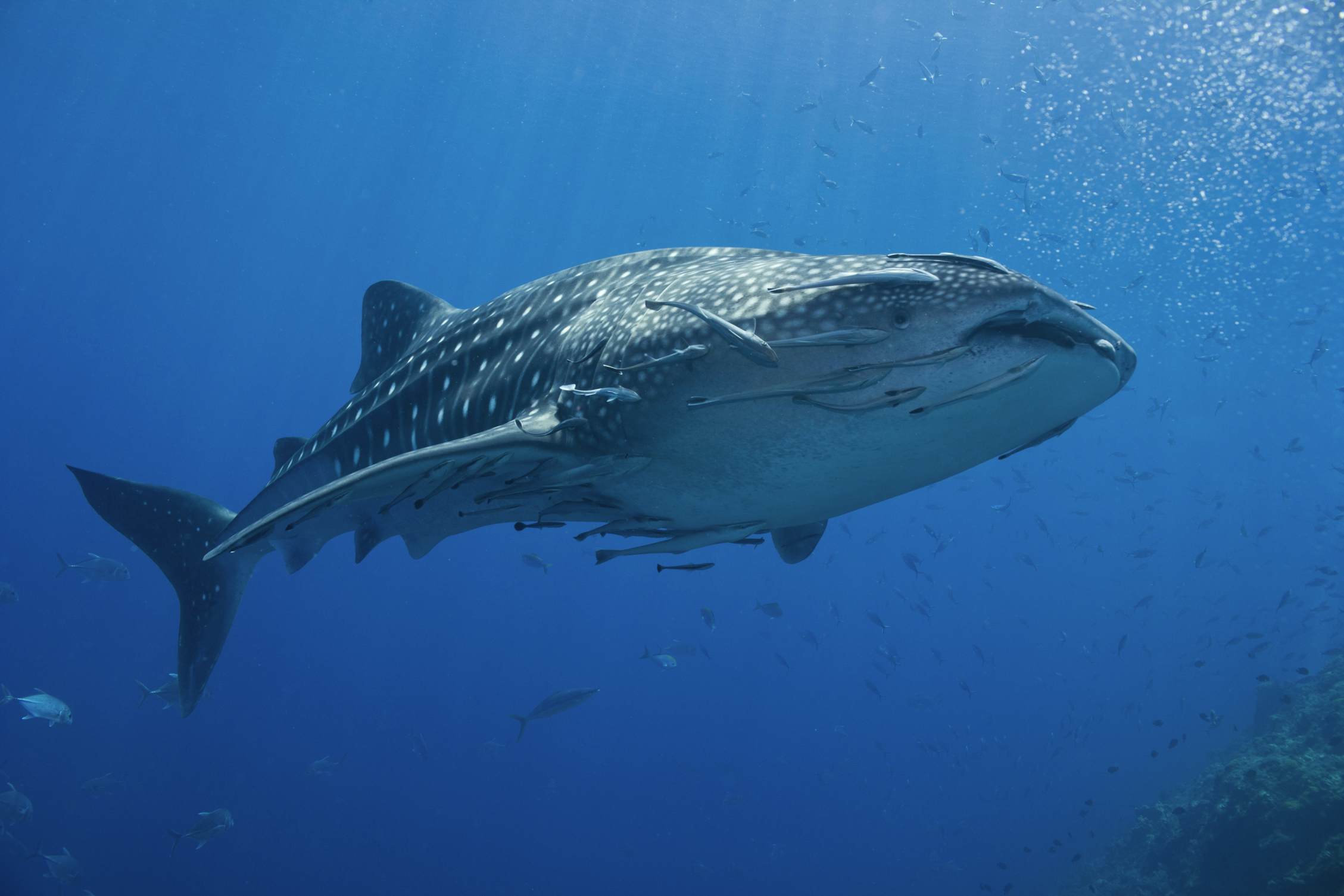 500px Photo ID: 109280587 - Late morning dive at Richeliueu Rock in Thailands famous Surin national marine park. Always a lucky day with clear blue water and the majestic whale shark and commansual friends to swim with.