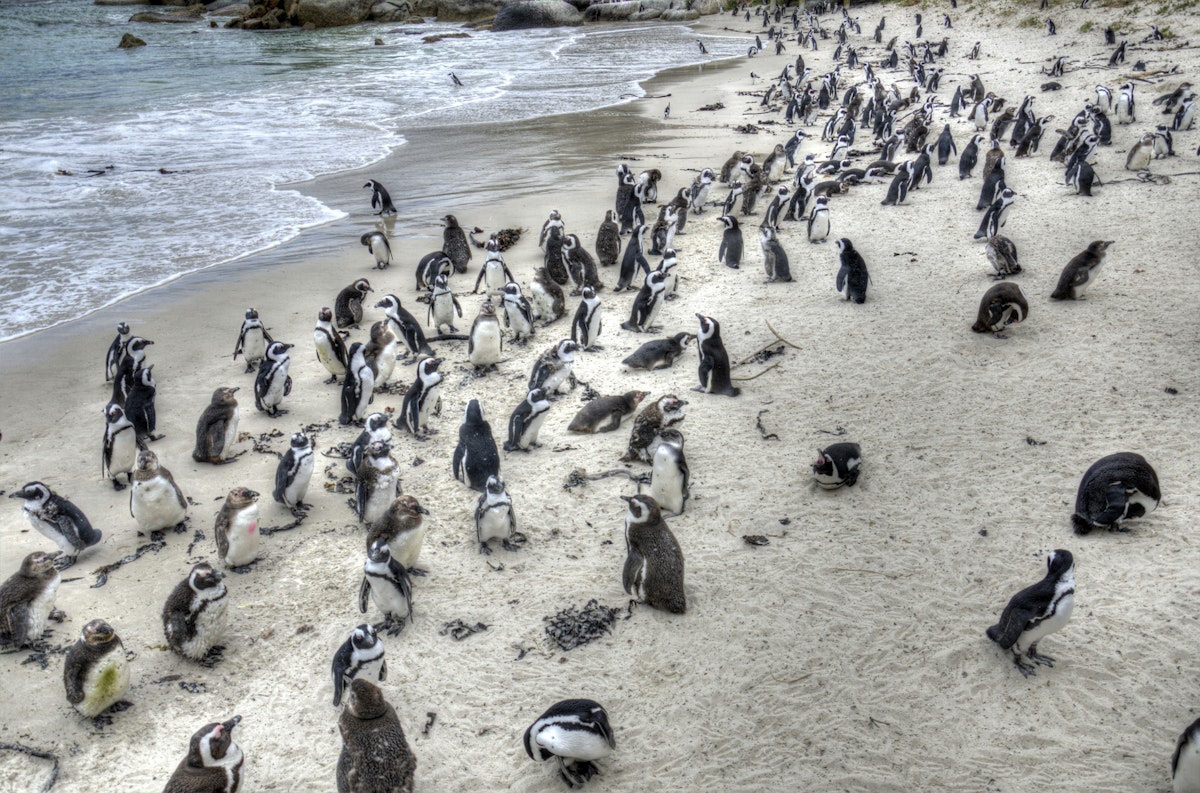 Boulders beach penguin colony - Simon's town