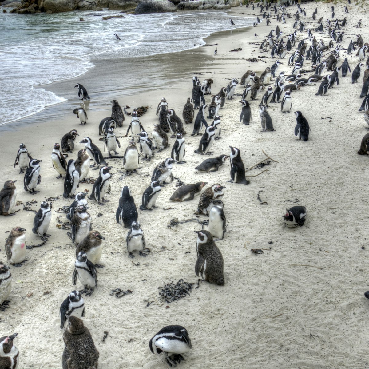 Boulders beach penguin colony - Simon's town