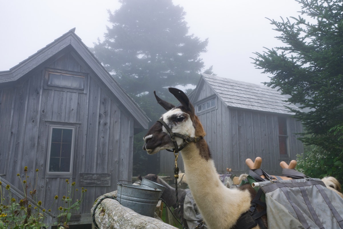 Llamas resting and eating after carrying supplies to the top of Mt. LeConte in the Great Smoky Mountains National Park