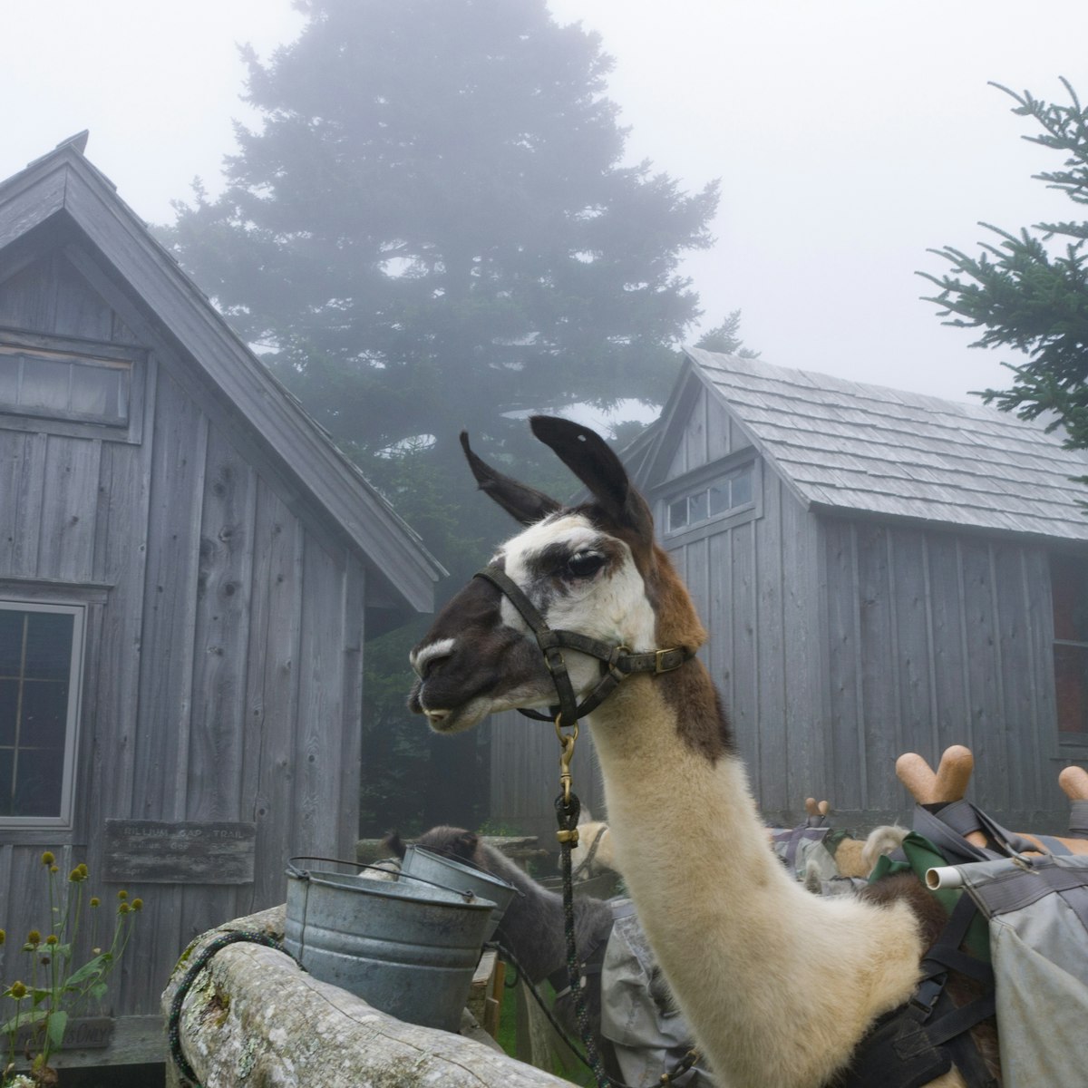 Llamas resting and eating after carrying supplies to the top of Mt. LeConte in the Great Smoky Mountains National Park