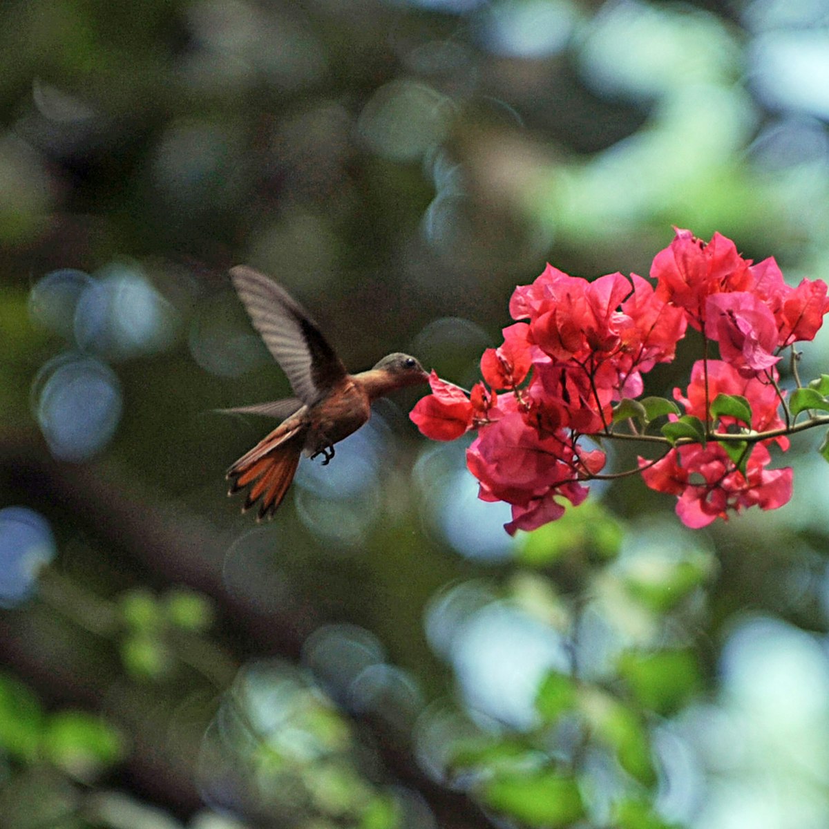 A Cinnamon Hummingbird (Amazilia rutila) is seen at the National Arboretum in Managua, on March 28, 2012. Created in 1992, this woodland with over 200 species, became an ecological laboratory and oasis for those that want to escape from the heat of the Nicaraguan capital. It receives 15000 students, tourists, and public in general per year. AFP PHOTO / ELMER MARTINEZ (Photo credit should read ELMER MARTINEZ/AFP/Getty Images)