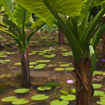 Elephant ear taro (Alocasia macrorrhizos), Victoria Botanical Gardens, Mahe Island, Seychelles