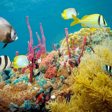 Colored underwater marine life in a coral reef with tropical fish, Caribbean sea; Shutterstock ID 170518739; Your name (First / Last): Josh/Vogel; GL account no.: 56530; Netsuite department name: Online-Design; Full Product or Project name including edition: 65050/​Online Design​/JoshVogel/IYLs