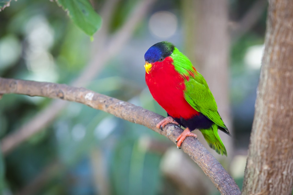 Collared Lory of the Fiji Islands on a Branch.; Shutterstock ID 185633390; Your name (First / Last): Josh/Vogel; GL account no.: 56530; Netsuite department name: Online-Design; Full Product or Project name including edition: 65050/​Online Design​/JoshVogel/IYLs