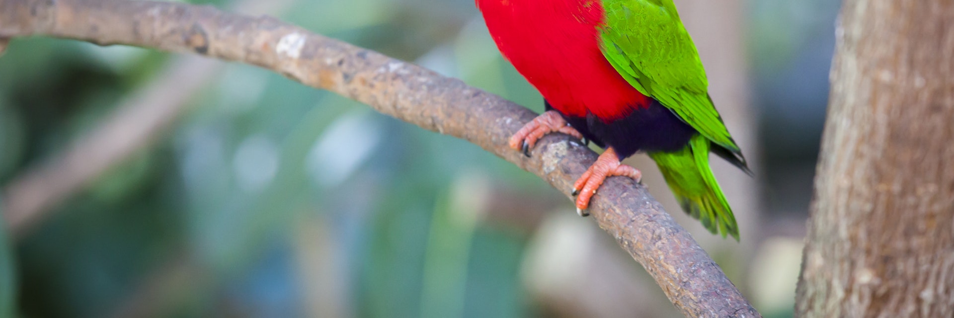 Collared Lory of the Fiji Islands on a Branch.; Shutterstock ID 185633390; Your name (First / Last): Josh/Vogel; GL account no.: 56530; Netsuite department name: Online-Design; Full Product or Project name including edition: 65050/​Online Design​/JoshVogel/IYLs
