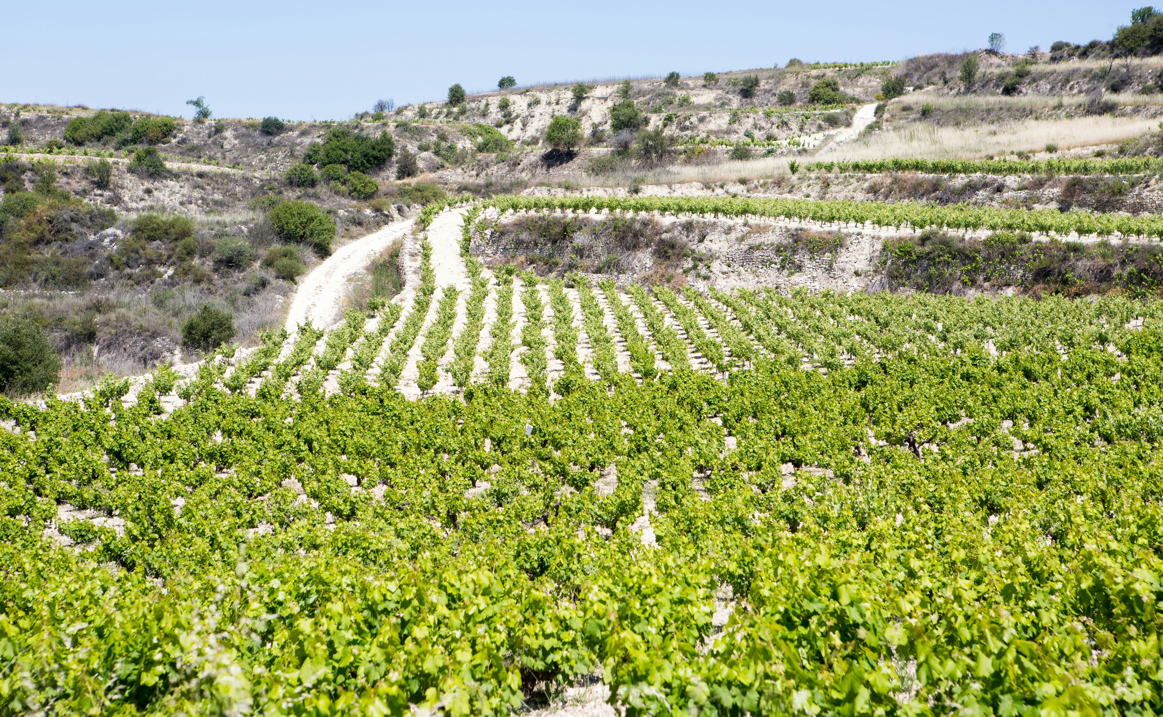 Cyprus vineyard rows; Shutterstock ID 201845644; Your name (First / Last): Josh/Vogel; GL account no.: 56530; Netsuite department name: Online-Design; Full Product or Project name including edition: 65050/​Online Design​/JoshVogel/IYLs