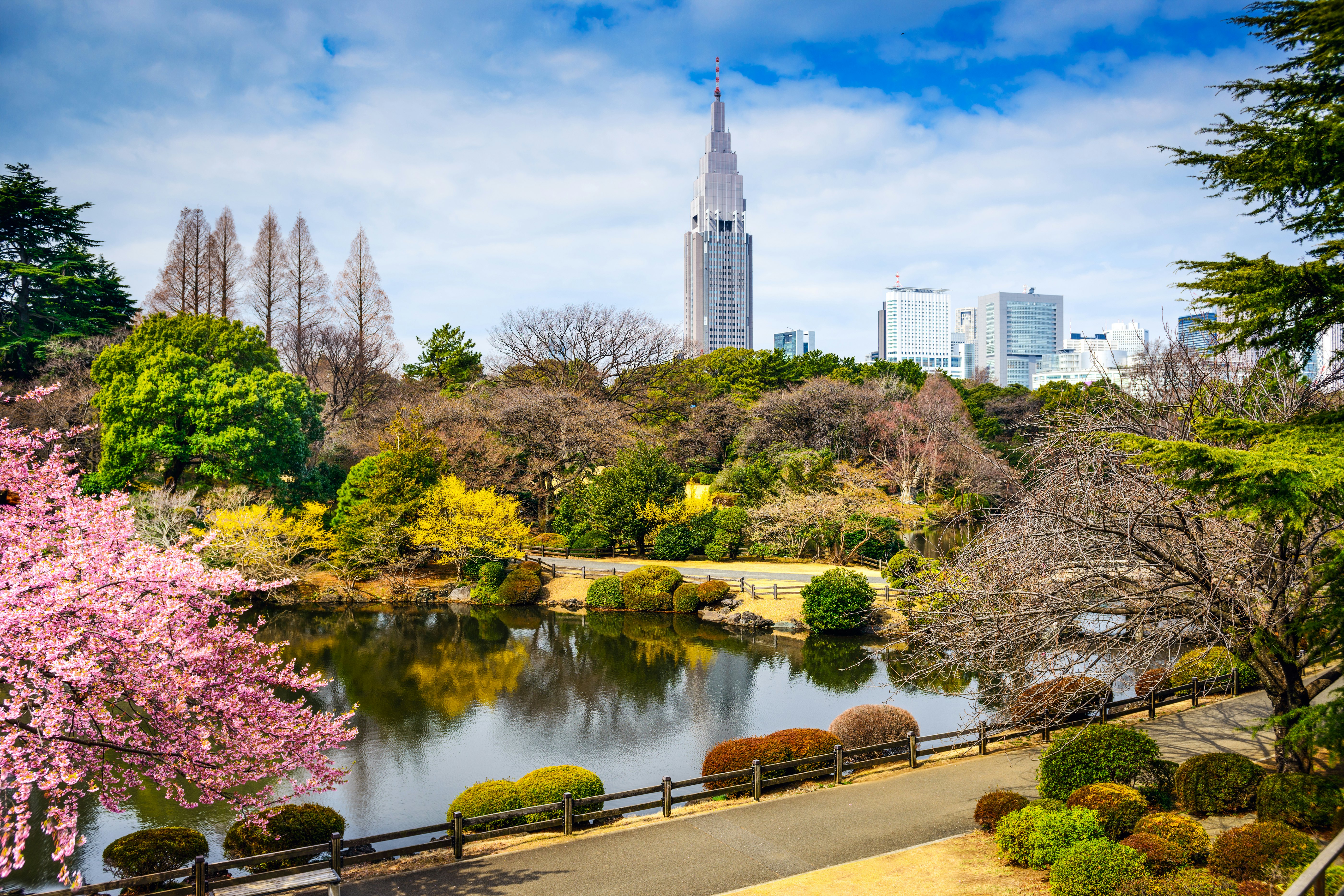 Shinjuku Gyoen Park, Tokyo, Japan in the spring cherry blossom season.; Shutterstock ID 245037472; Your name (First / Last): Josh Vogel; Project no. or GL code: 56530; Network activity no. or Cost Centre: Online-Design; Product or Project: 65050/7529/Josh Vogel/LP.com Destination Galleries