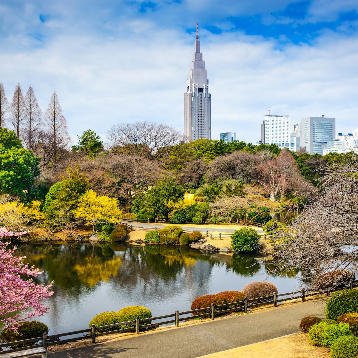 Shinjuku Gyoen Park, Tokyo, Japan in the spring cherry blossom season.; Shutterstock ID 245037472; Your name (First / Last): Josh Vogel; Project no. or GL code: 56530; Network activity no. or Cost Centre: Online-Design; Product or Project: 65050/7529/Josh Vogel/LP.com Destination Galleries