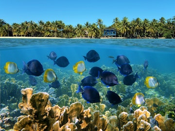 Over under landscape with a school of tropical fish in a coral reef and beach with coconut trees and house at the horizon; Shutterstock ID 93994699; Your name (First / Last): Josh Vogel; Project no. or GL code: 56530; Network activity no. or Cost Centre: Online-Design; Product or Project: 65050/7529/Josh Vogel/LP.com Destination Galleries