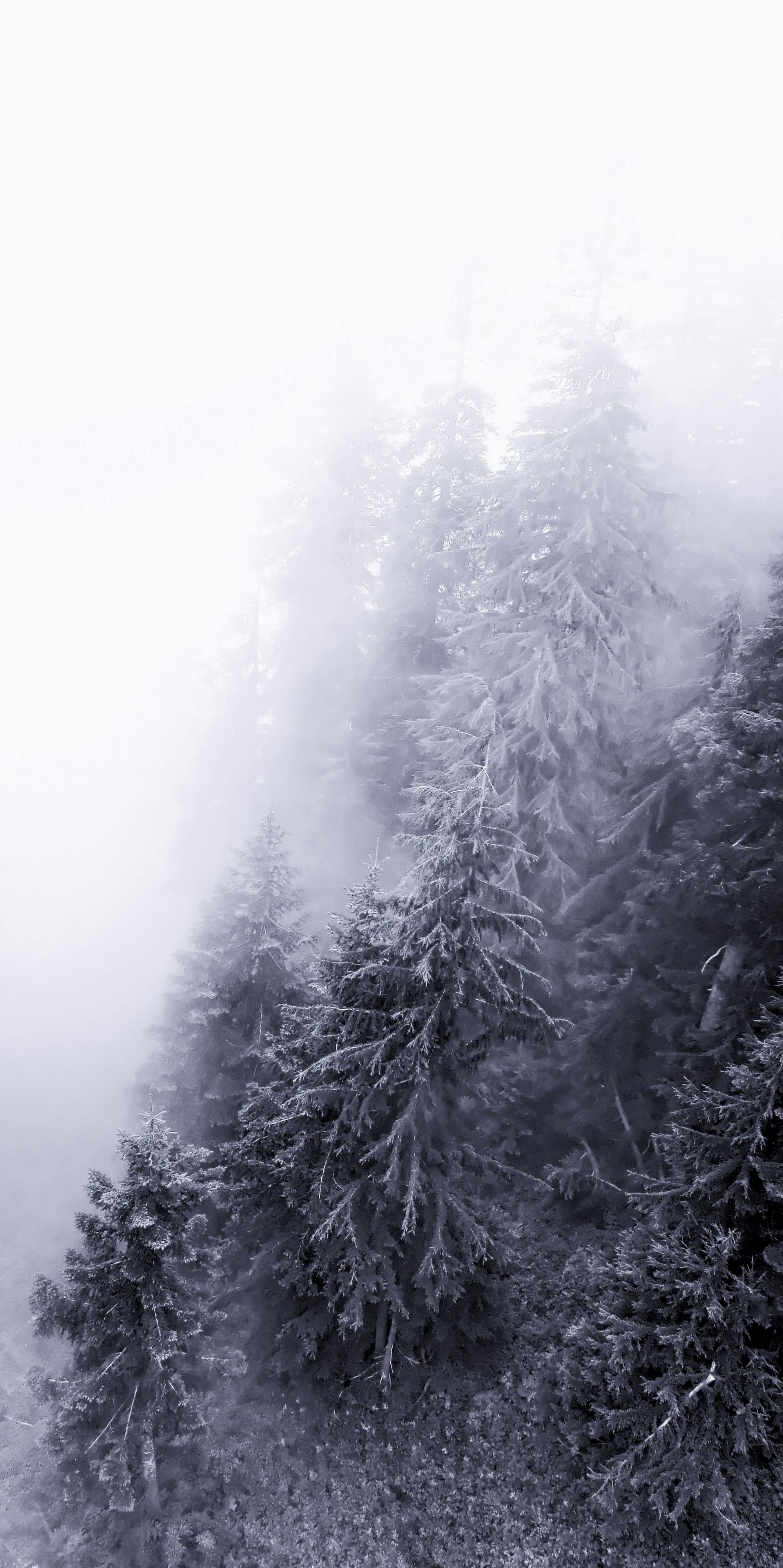 Image of Grouse Mountain