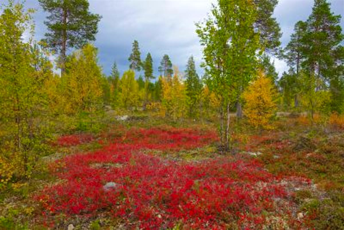 Autumn in Finland an alternative fall foliage tour Lonely