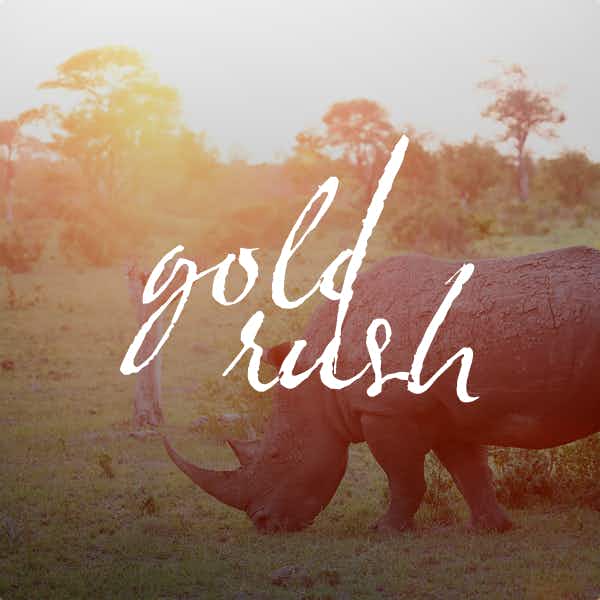 One of around 5,000 rhinos in Sabi Sands Game Reserve